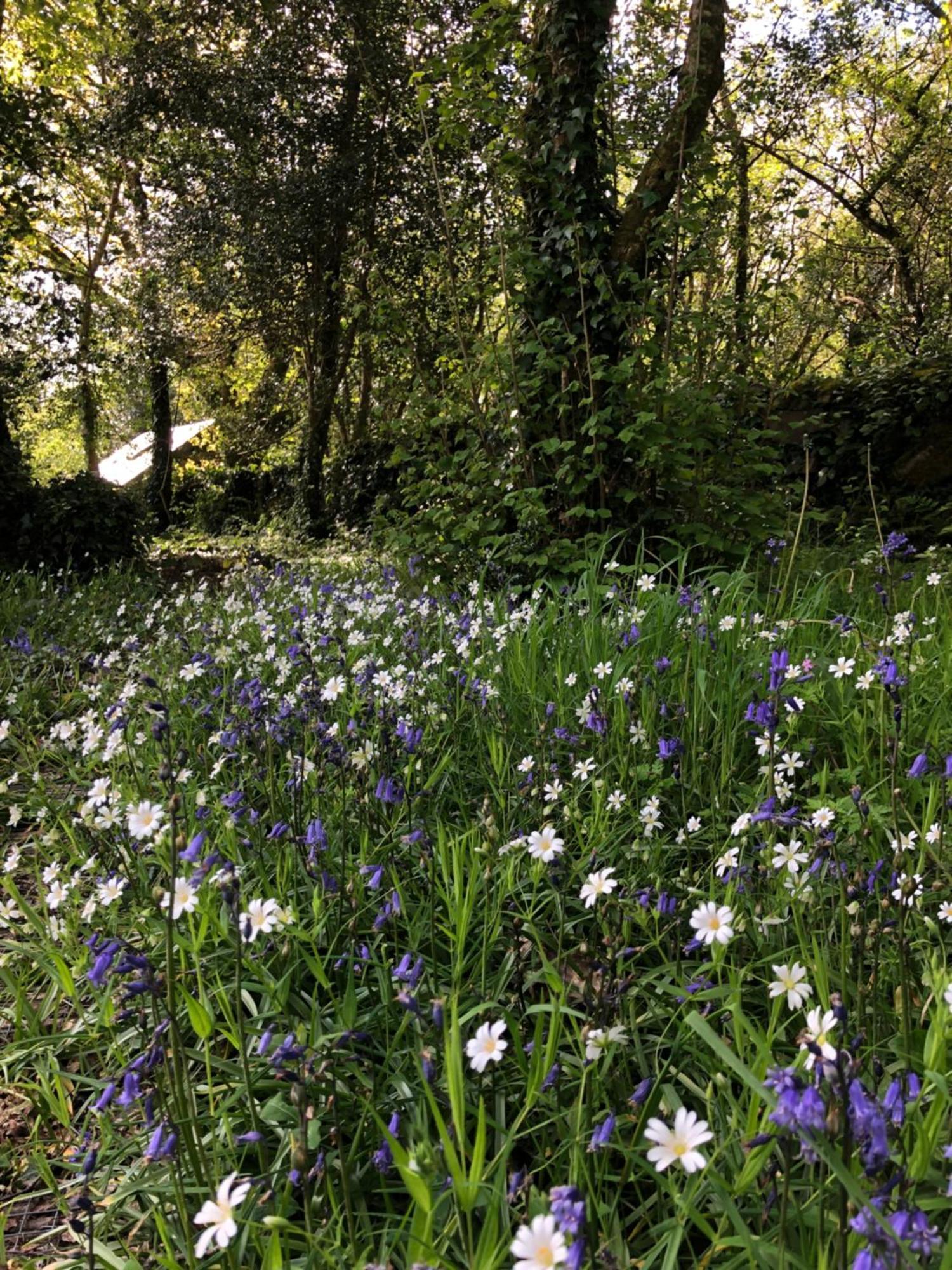 Sligo Forest Retreat Βίλα Εξωτερικό φωτογραφία